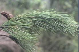 There are several types of trees that have the tendency to volunteer their seedlings in your yard where you least expect them. Loblolly Pine Augusta Ga Official Website