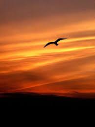 Birds Flying In The Sky Sunset Sunset Flight Welt