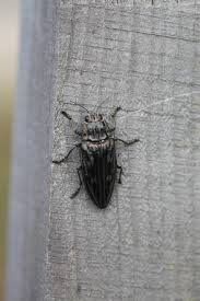 Image result for Buchnera cryptocephala
