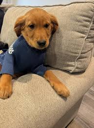 Meet Bailey! She eats 3x a day and loves to bite and chew like craaazzzyy!  Lol anyways, I didn't know there were different kind of golden retrievers.  Can someone tell me what