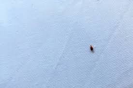 You may see these little red bugs in other areas of the house as well. Bed Bugs Clarksville Tn Cato S Exterminating Co