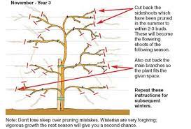 How To Grow Wistera Thompson Morgan Wisteria Pruning Wisteria Wisteria Tree