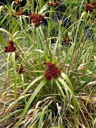 Image result for Cyperus kirkii