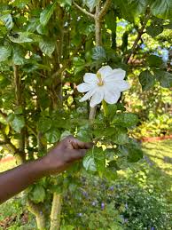 Image result for Berlinia grandiflora