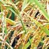 Rice is a very famous and favorite food in all over the world which have different kinds and qualities. Https Encrypted Tbn0 Gstatic Com Images Q Tbn And9gctemhyuwn987s36xbjjggz9enwicevzsuyfvhdcylljifawcizn Usqp Cau