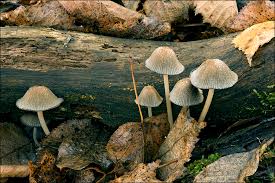 Image result for Coprinus sp.