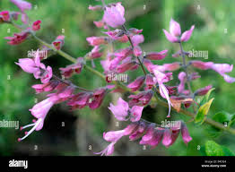 Image result for Syncolostemon elliottii