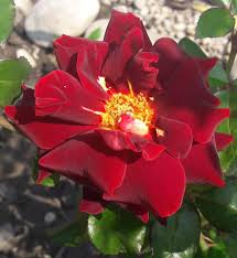 Un rosier rock'n roll planté en 2013. Eddy Mitchell Rose Creatie Trandafiri De ColecÈ›ie Doris Facebook