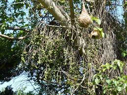 Image result for Ficus sur