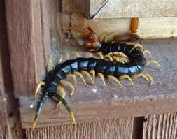 Black And Yellow Millipede India Texas Redheaded Centipede Cool Insects Bugs And Insects Arachnids