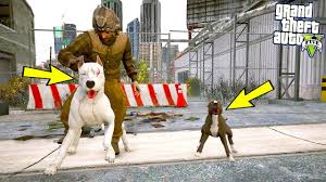 Yavru Pitbull Ilk Kez Babasiyla Karsilasiyor Kavga Ettiler Gta 5 Youtube