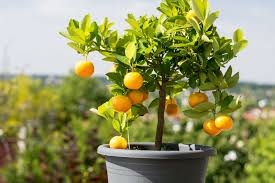 .imposant, eindrucksvoll und voller effekte: Orangenbaum Pflanzen Richtig Pflegen Plantura