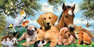 Search facebook marketplace, offerup & ebay. Petition Craigslist Welcomes Animal Abusers To Their Site To Find Animals To Abuse Torture And Kill Demand Craigslist Puts A Ban On People From Giving Away Their Pets For Free To Sign Petition Click