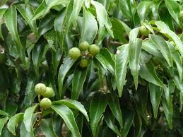 Image result for Scolopia