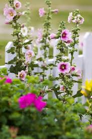 Ehow may earn compensation through affiliate links in this story. The Iowa Gardener How To Grow The Regal Hollyhock The Gazette