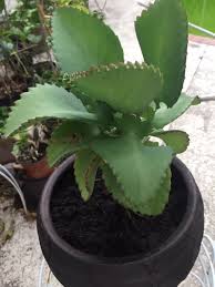 Image result for Bryophyllum
