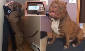 Hulk Bulk Possibly The World S Biggest Pitbull At 174lbs Big Pitbull Pitbulls Hulk The Pitbull