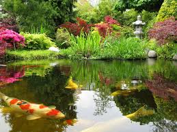 Pond fish such as japanese koi fish, butterfly koi play an important role in a collection of large and small backyard pond ideas and designs. Japanese Fish Pond Wallpapers Wallpaper Cave