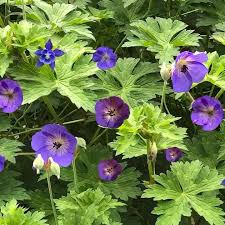Bewegt Video In 2020 Flowers Plants Garden