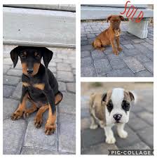 These babies will be 5( weeks old. Last Two Puppies Need Homes American Doberman And English Bulldog Both Males Both 12 Weeks Can Pick Up Or Deliver 7023291232 Puppiesforsale