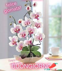 Immagini Belle Di Buongiorno Pocopagare Com Buongiorno Immagini Buongiorno Immagini