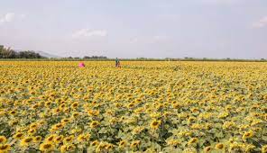 Telah dibuka taman bunga matahari purbo kuning jl. Foto Bermain Ke Ladang Bunga Matahari Terbesar Thailand Lifestyle Liputan6 Com