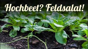 Hochbeet Im Winter Sinnvoll Nutzen Feldsalat Spinat Postelein Anbauen Selbstversorgung Im Winter Youtube