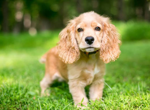 Cocker Spaniel
