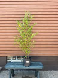 Image result for Bamboo Yellow 1958 Imperial