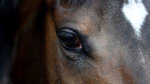 The entire, exhilarating jump off from the $250000 canadian pacific grand prix at the 2014 national horse show. How Horses Became Therapy During Mental Health Struggle Cnn