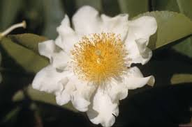 Image result for Oncoba