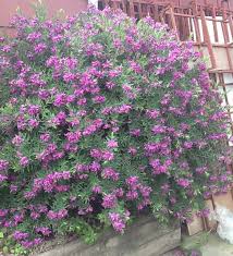 Polygala Little Charmer Terrey Hills Nsw Landscape Design Flower Garden Plants