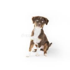 We are an aspiring breeding program that strives to always improve the breed. 2 186 Red Tri Photos Free Royalty Free Stock Photos From Dreamstime