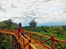 Maybe you would like to learn more about one of these? Menemukan 10 Keistimewaan Kebun Teh Dan Bukit Kuneer Wonosari Malang