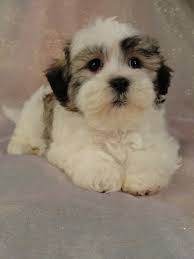 We currently have a waiting list to reserve our puppies. Iowa Shih Tzu Bichon Puppies For Sale 575