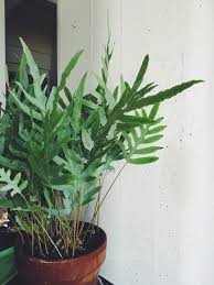 Find out more about the best cheap house plants to add to your hom About The Plants A Joyful Experiment The Aesthetics Of Joy By Ingrid Fetell Lee