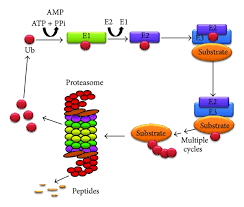 Proteasomes are protein complexes inside all eukaryotes and archaea and in some bacteria in eukaryotes proteasomes are located in the nucleus and the cytop. Genetics Of Proteasome Diseases