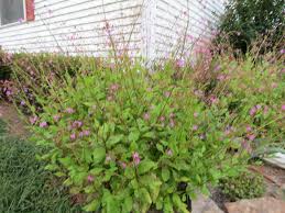 Image result for Talinum paniculatum
