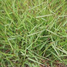 Image result for Agrostis taylorii