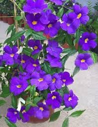 Image result for Thunbergia laborans