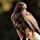Raptor Education
