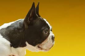Can A Boston Terrier Be Left Home Alone? – Boston Terrier World