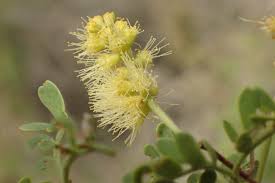 Image result for Cordia senegalensis