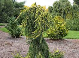 More than 100 forms and varieties have been named. Picea Abies Gold Drift Norway Spruce