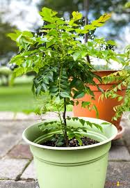 Water well, cover, and place the pot in the shade. Aromatic Curry Leaves How To Buy Use Store Piping Pot Curry