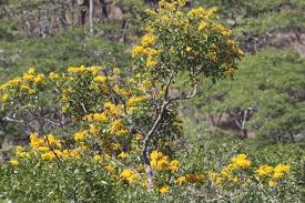 Image result for Pterocarpus rotundifolius