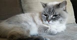 Cats are living longer lives than ever thanks to better nutrition and advances in medical care. Top 10 Cat Breeds That Live The Longest