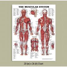 Muscle charts of the anterior forearm. Back Talk Systems Colorado Muscular System Anatomical Chart