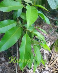 Image result for Pterygota mildbraedii