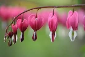 They are generally early bloomers and have wonderful soft, lacy foliage. Bleeding Heart Old Farmer S Almanac